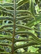 Image of Pteris terminalis Wall.