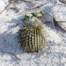 Image of Uebelmannia gummifera subsp. meninensis (Buining) P. J. Braun & Esteves