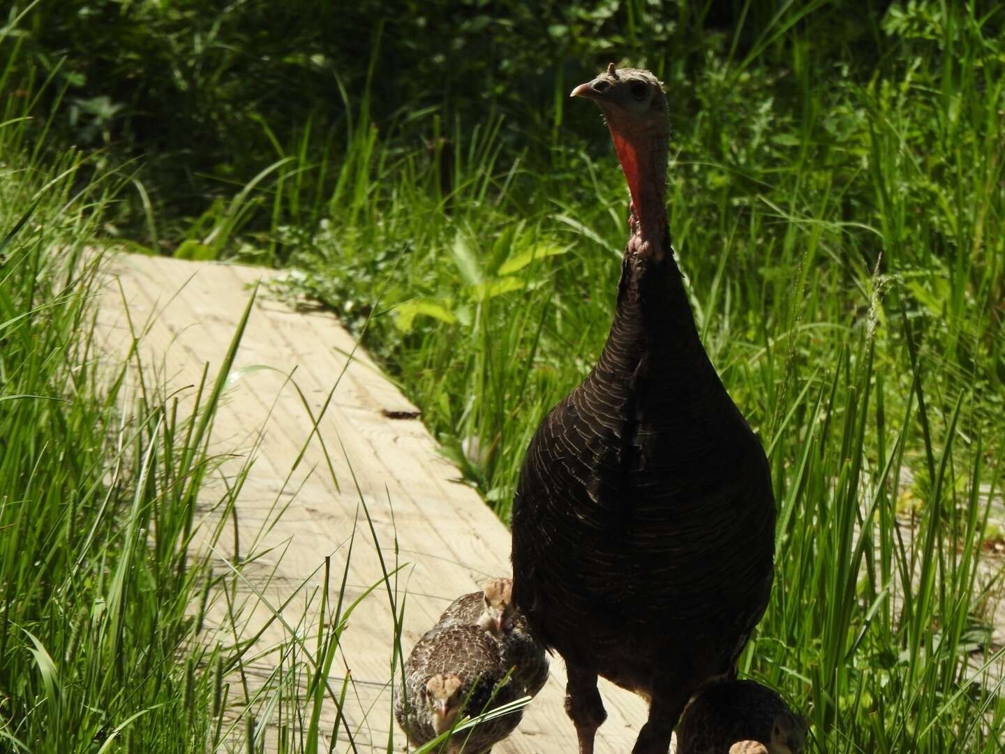 Image of Merriam's Turkey