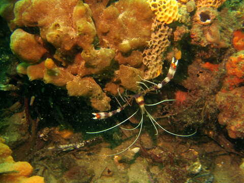 Image of coral shrimps