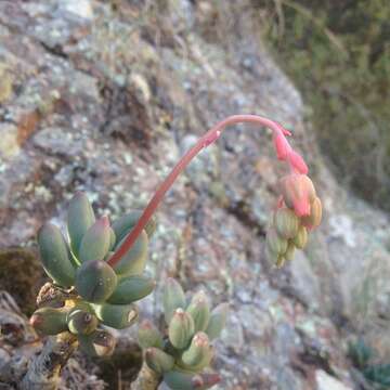 Image of Pachyphytum hookeri (Salm-Dyck) A. Berger