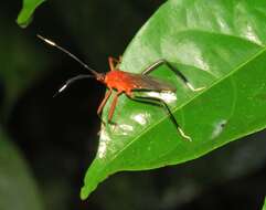 صورة Holhymenia rubescens (Amyot & Serville 1843)