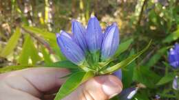 Image of <i>Gentiana <i>andrewsii</i></i> var. andrewsii