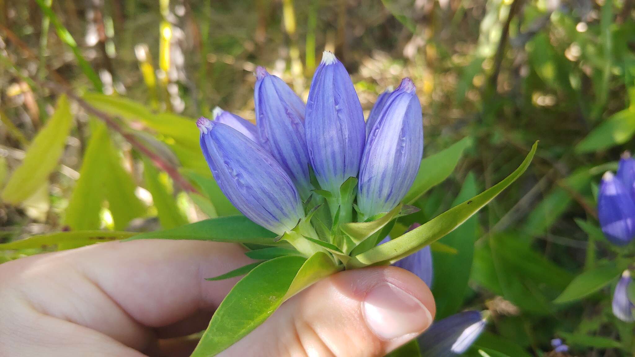 Image of <i>Gentiana <i>andrewsii</i></i> var. andrewsii