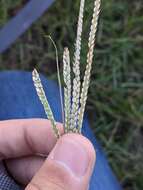 Image of Egyptian Water Crown Grass