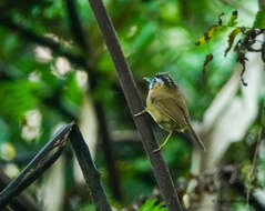 Image of Grey-throated Babbler