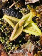 Image of Pinguicula antarctica Vahl