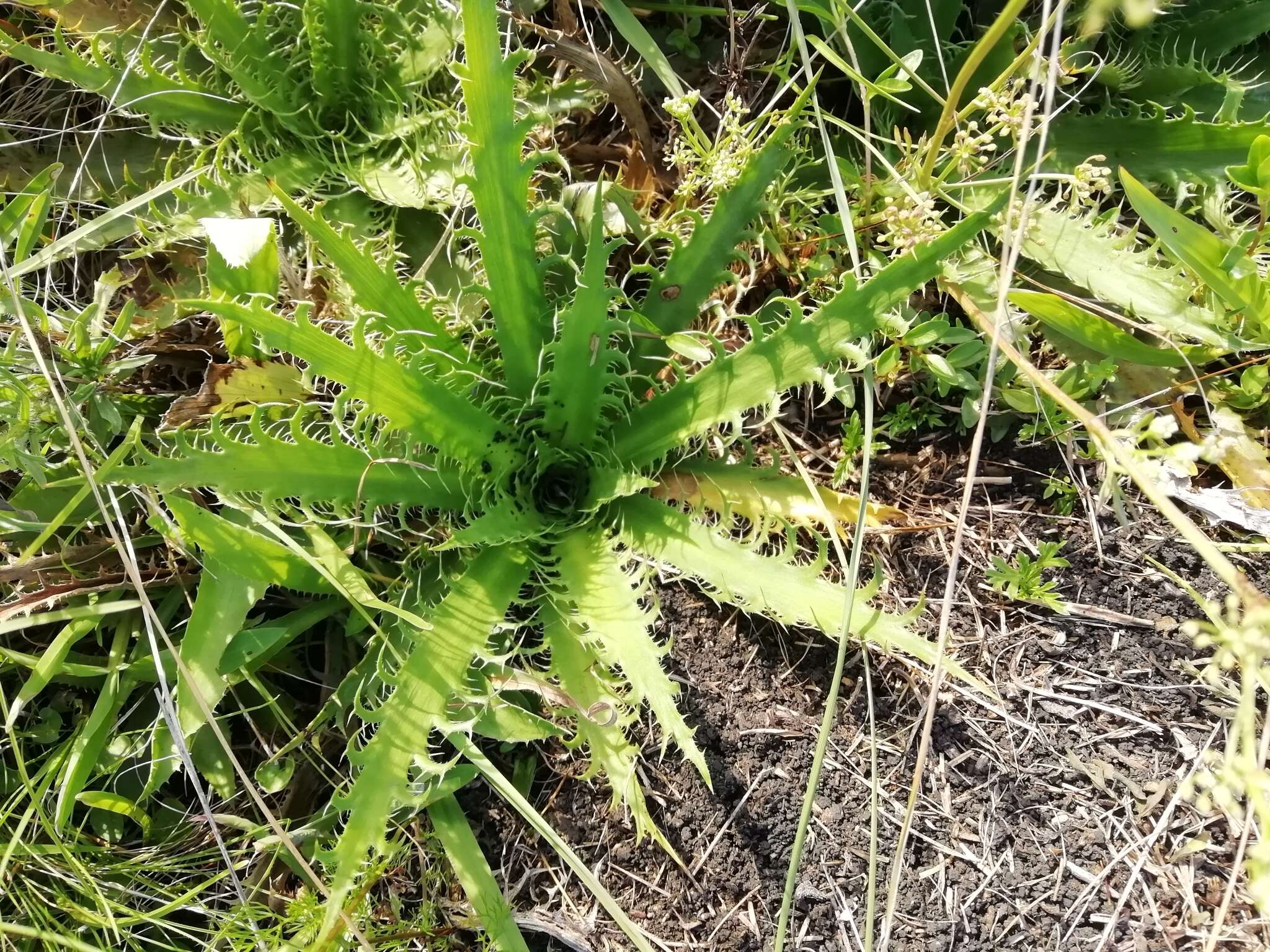 Imagem de Eryngium serra Cham. & Schltdl.