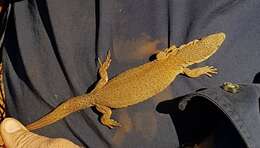 Varanus caudolineatus Boulenger 1885 resmi