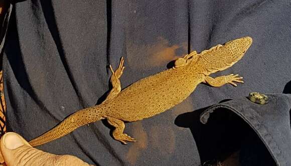 Image of Line-tailed Pygmy Monitor