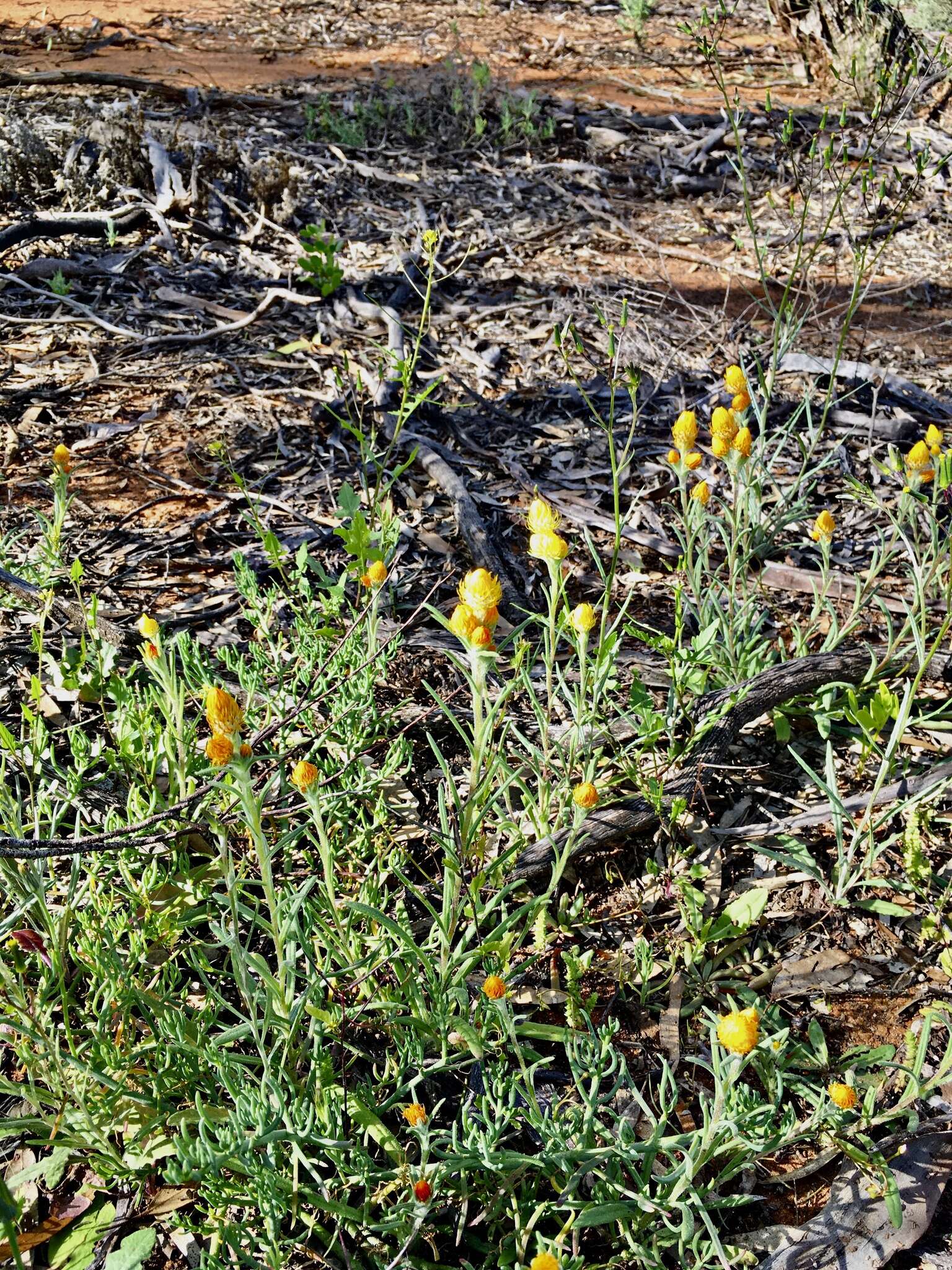 Image of Waitzia acuminata Steetz