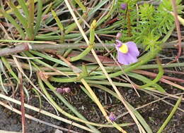 Image of Utricularia welwitschii Oliv.