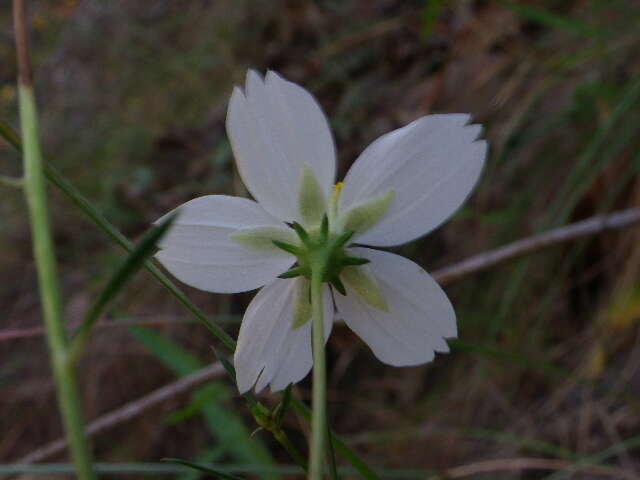 Image of Cosmos landii var. achalconensis T. E. Melchert