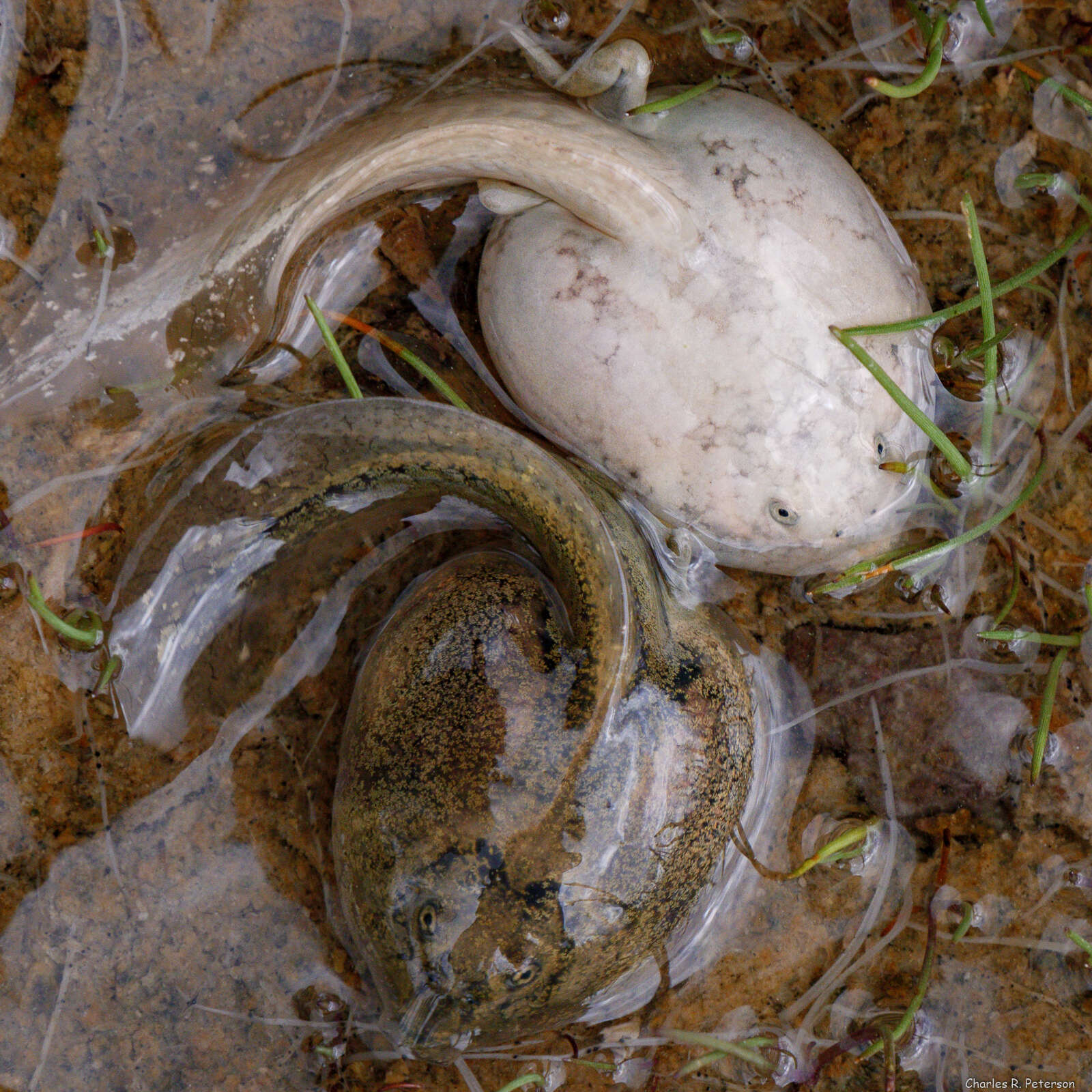 Image of Plains Spadefoot