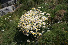 صورة Leucanthemum ircutianum subsp. crassifolium (Lange) R. Vogt