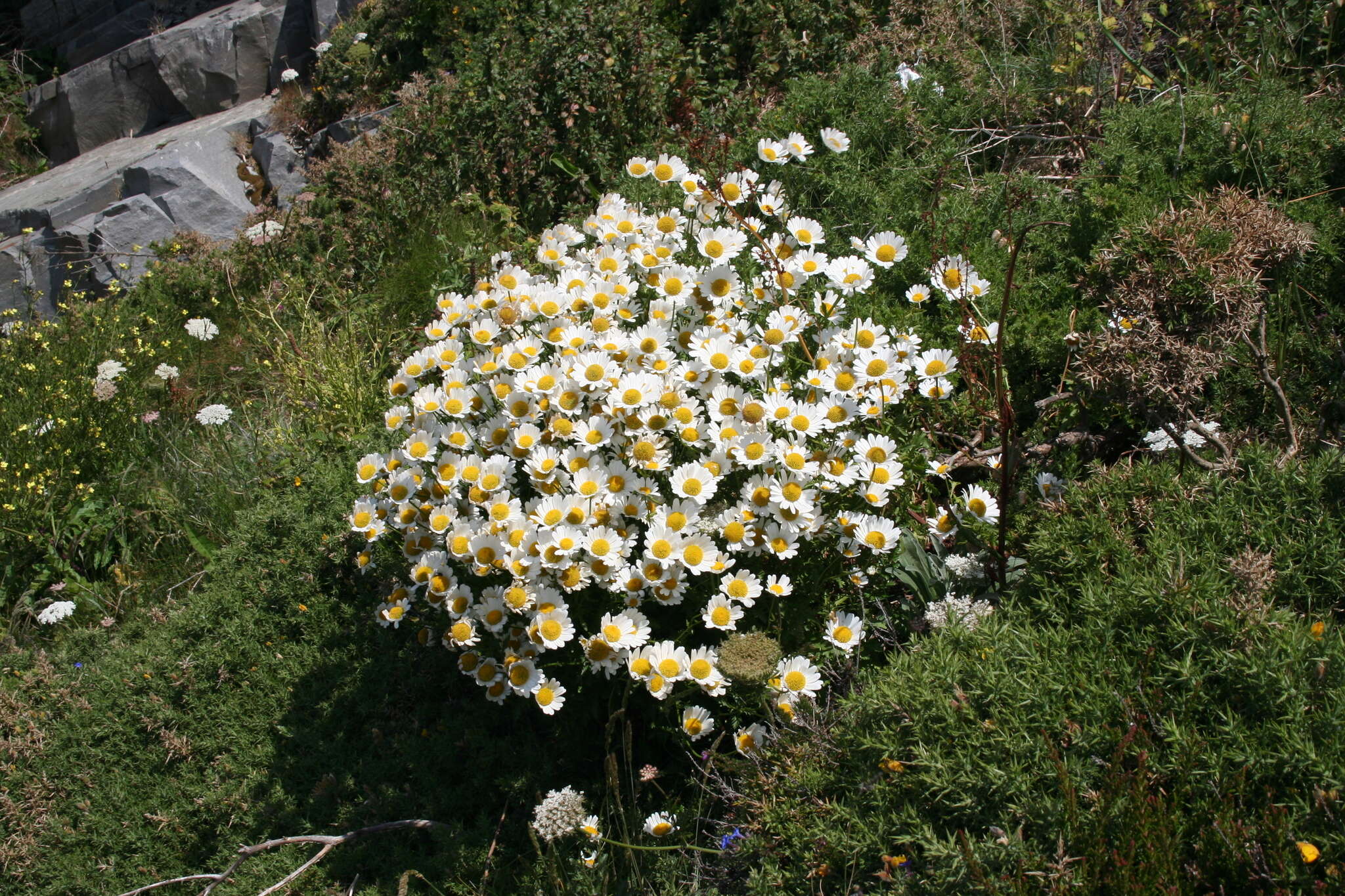 Слика од Leucanthemum ircutianum subsp. crassifolium (Lange) R. Vogt