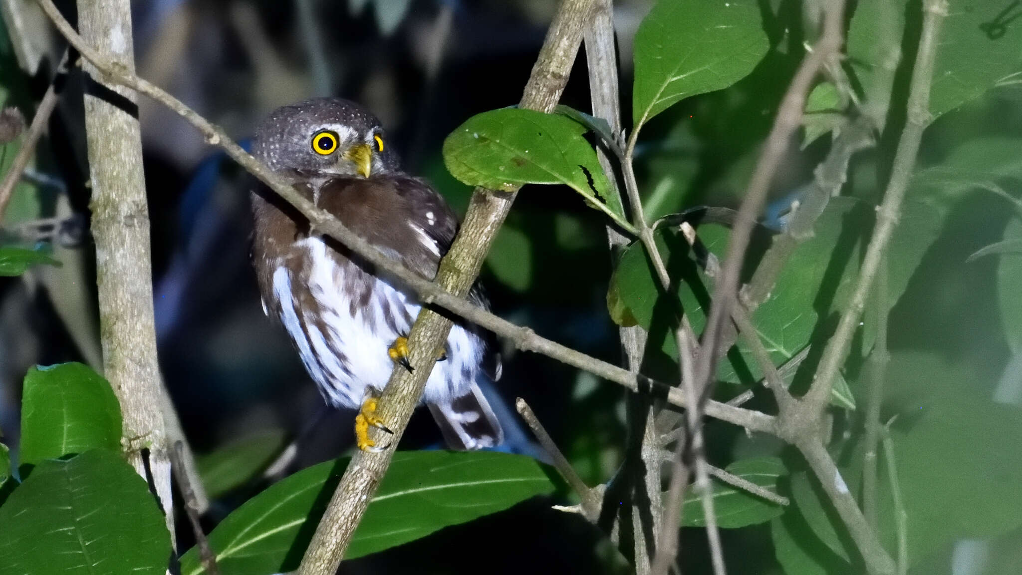 Image of Tamaulipas Pygmy Owl