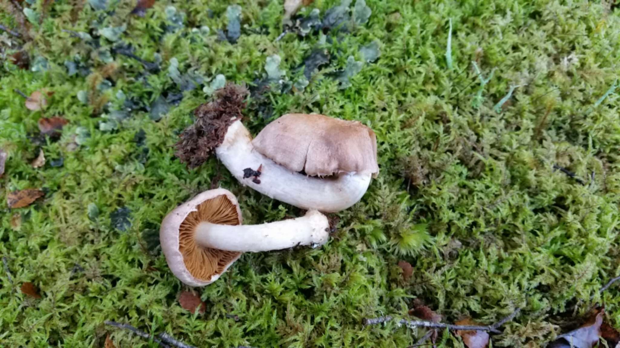 Image of Cortinarius alboroseus (R. Heim) Peintner, E. Horak, M. M. Moser & Vilgalys 2002