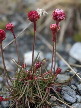 Image of Armeria maritima subsp. andina (Poeppig ex Boiss.) D. M. Moore & Yates