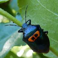 Image of Anchor Stink Bug