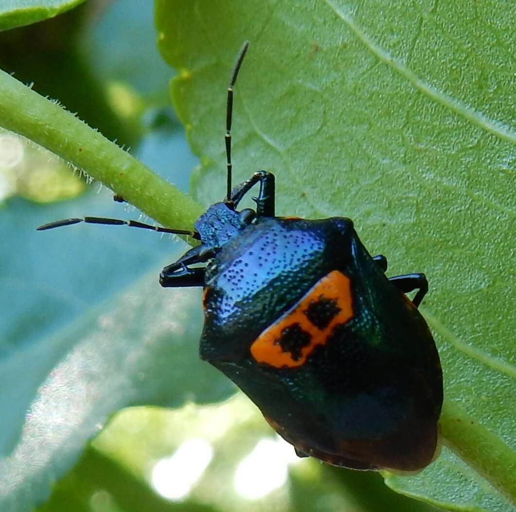 Image of Anchor Stink Bug