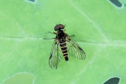 Image of Chrysopilus fasciatus (Say 1823)