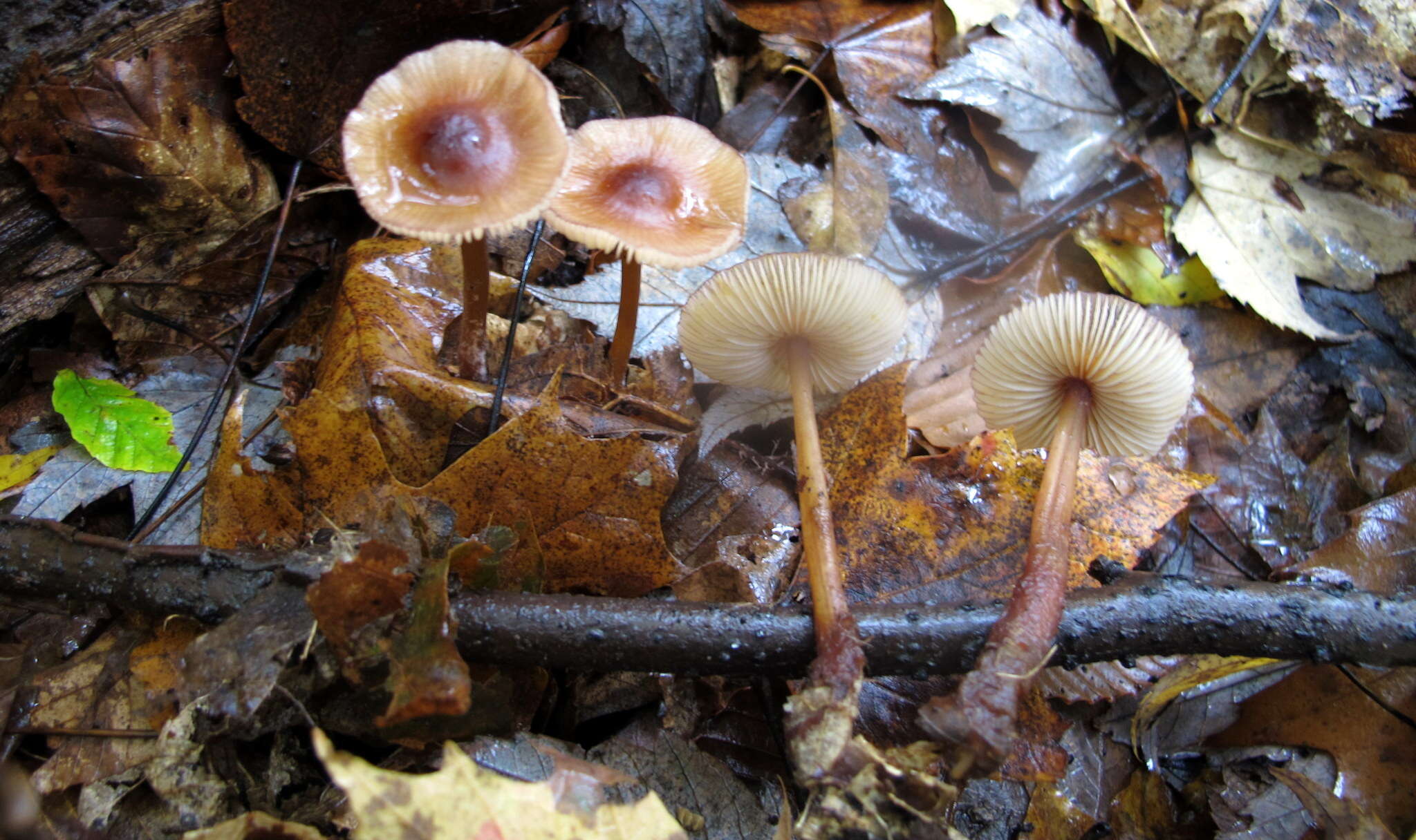 Image of Mycena atkinsoniana A. H. Sm. 1947