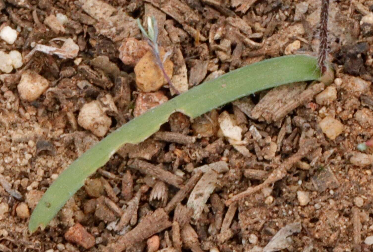 Image of Caladenia saccharata Rchb. fil.