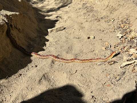 Image of Cape Gopher Snake