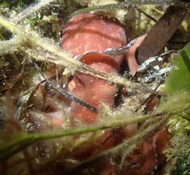 Plancia ëd Callistoctopus bunurong (Stranks 1990)