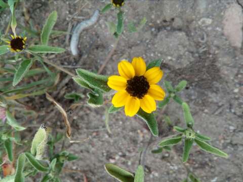 Image of Mexican creeping zinnia