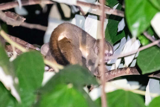 Image of Colombian Gray Night Monkey