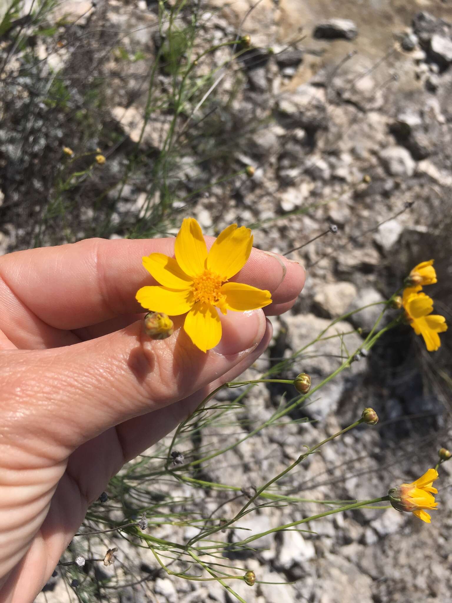 Image de Thelesperma simplicifolium (A. Gray) A. Gray