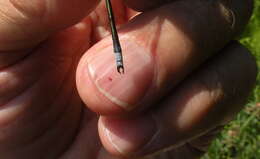 Imagem de Lestes inaequalis Walsh 1862