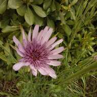 Image de Tragopogon porrifolius subsp. eriospermus (Ten.) Greuter