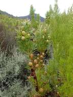 Imagem de Leucadendron salicifolium (Salisb.) I. Williams