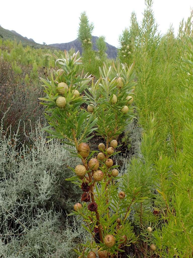 Plancia ëd Leucadendron salicifolium (Salisb.) I. Williams