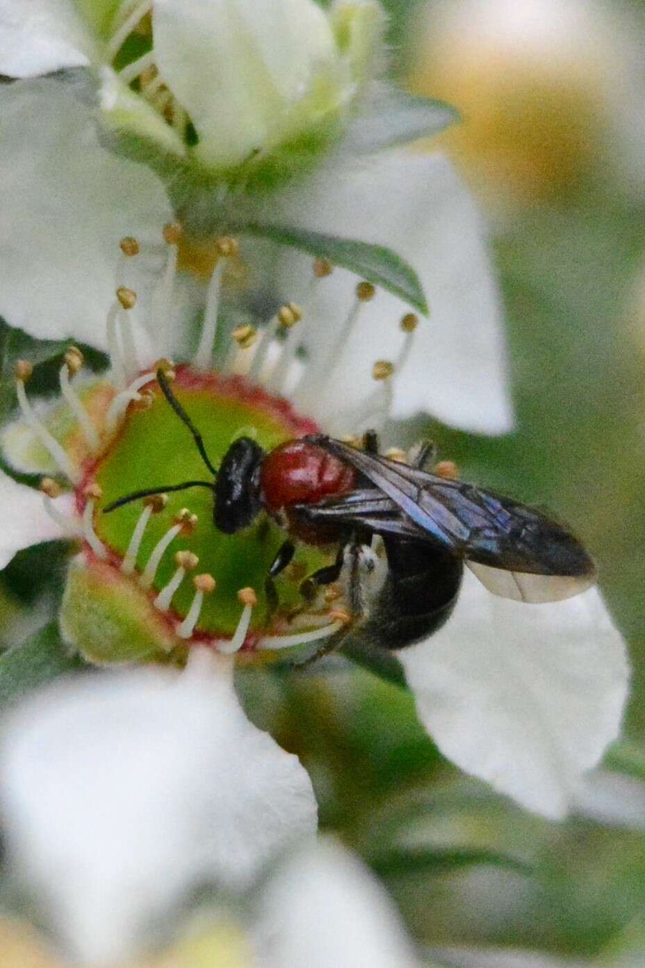 Lasioglossum callomelittinum (Cockerell 1910)的圖片