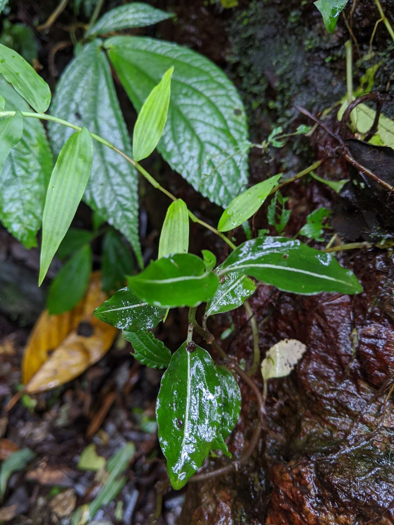 Image of Rhomboda yakusimensis (Masam.) Ormerod