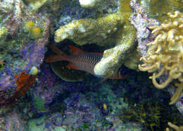 Image of Australian Squirrel-fish