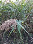 Image of Phragmites australis subsp. australis