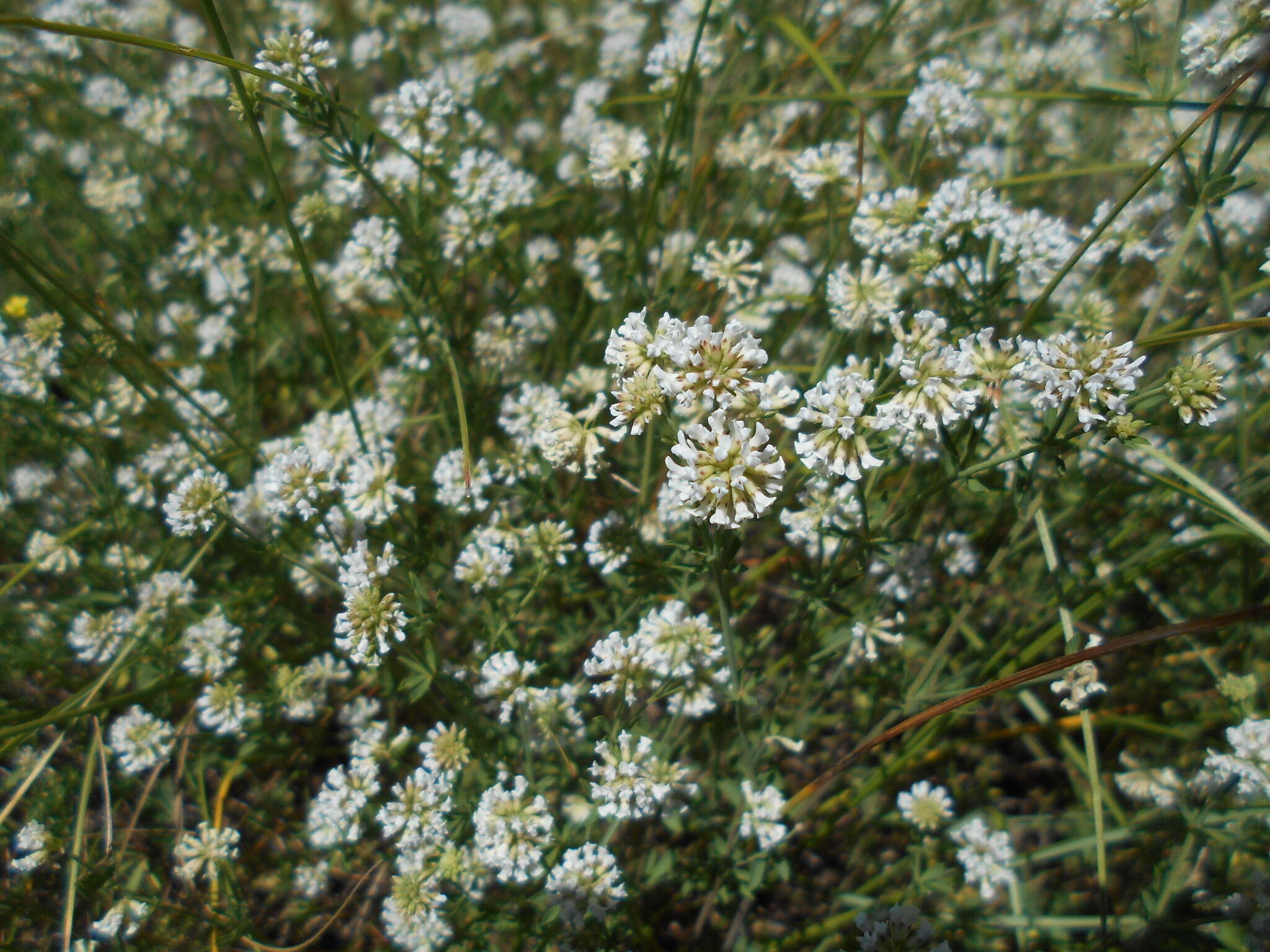 Image of Dorycnium pentaphyllum subsp. germanicum (Gremli) Gams