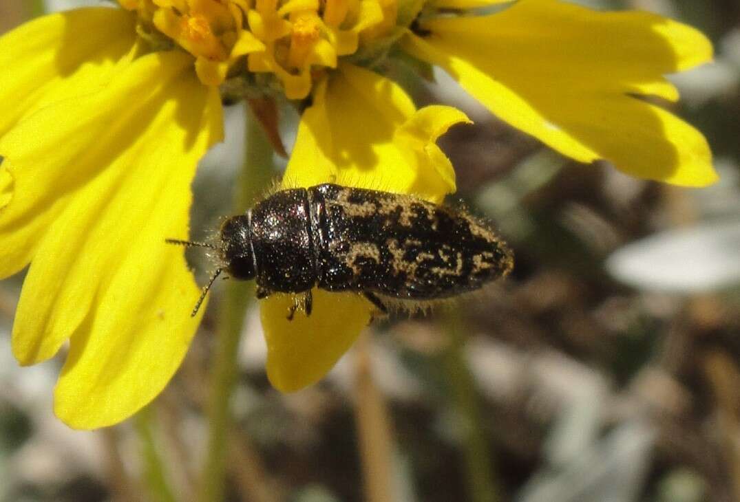 Image of Acmaeodera labyrinthica Fall 1899