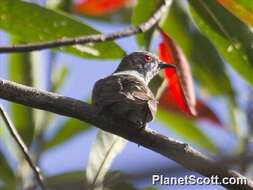 Image of Little Bronze Cuckoo