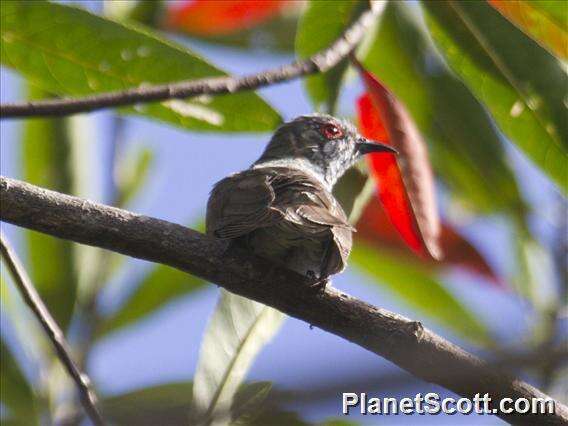 Image of Little Bronze Cuckoo