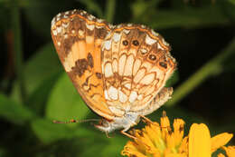 Image of Silvery Checkerspot