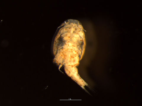 Image of salmon sealouse