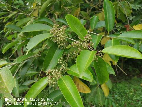 Image of Ilex cymosa Bl.