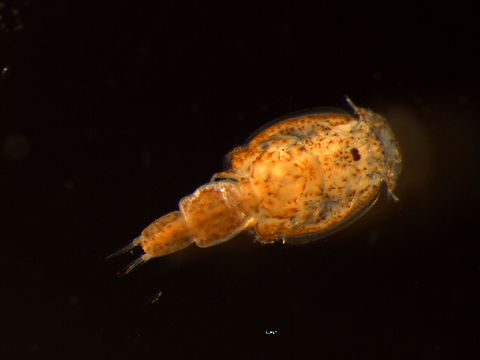 Image of salmon sealouse