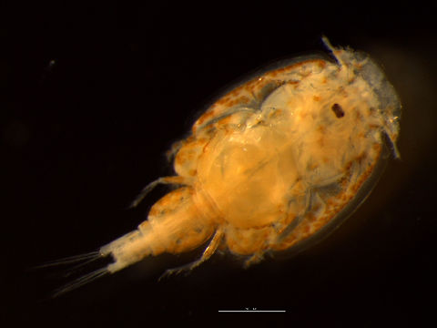 Image of salmon sealouse